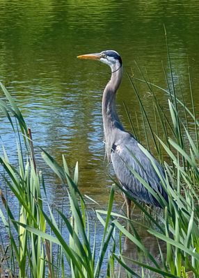 Great Blue Heron