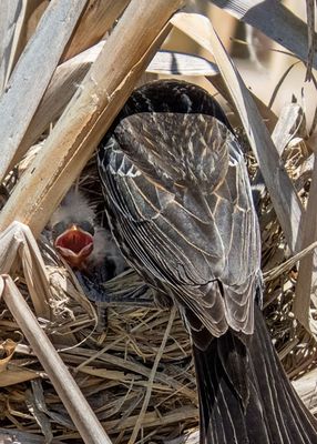 Red-winged Blackbird Family