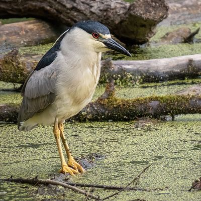 Black-crowned Night Heron