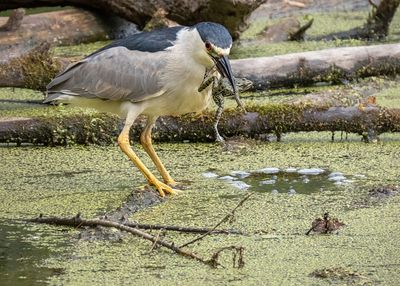 Black-crowned Night Heron