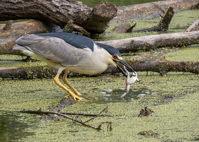 Black-crowned Night Heron