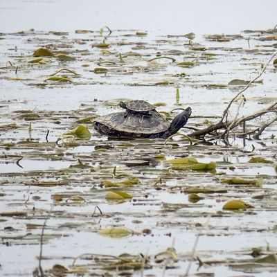 Northern Map Turtles