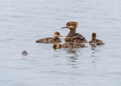 Hooded Mergansers