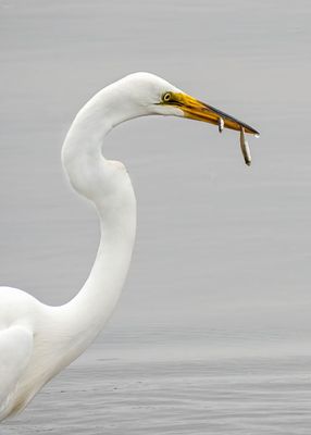 Great Egret