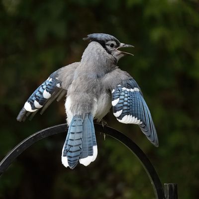 Blue Jay