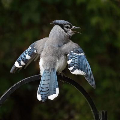 Blue Jay