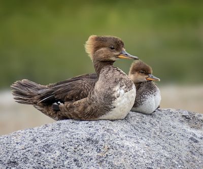 Hooded Mergansers