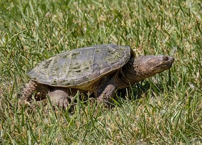 Snapping Turtle - 2 photos