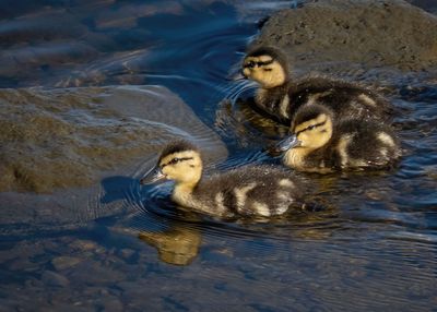 Mallard Ducklings