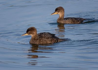 Hooded Mergansers - Juveniles