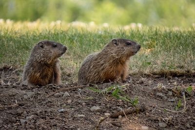 Groundhogs