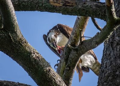 Osprey