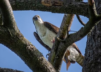 Osprey