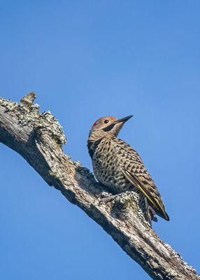 Northern Flicker