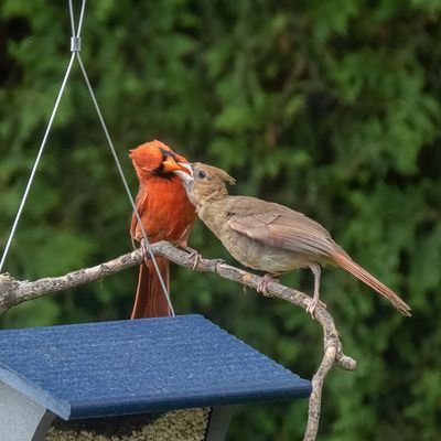 Northern Cardinals