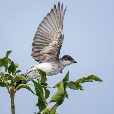 Eastern Kingbird