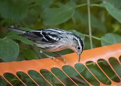 Black and White Warbler