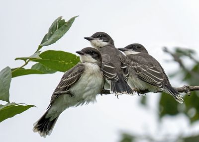 Eastern Kingbirds - juveniles