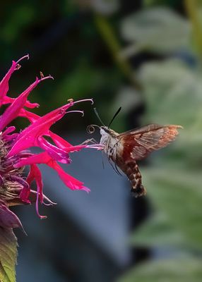 Hummingbird Moth on Bee Balm
