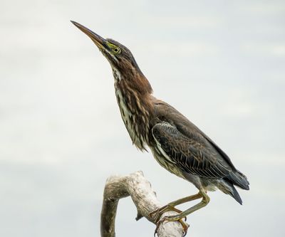 Green Heron