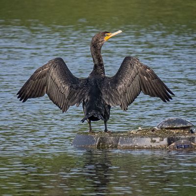 Double-crested Cormorant