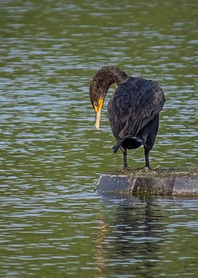 Double-crested Cormorant