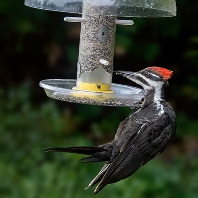 Pileated Woodpecker