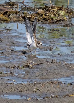 Semipalmated Plover