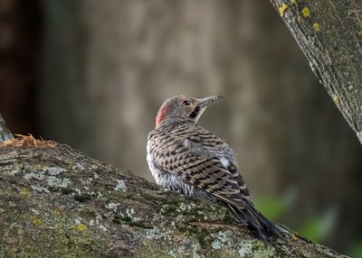 Northern Flicker