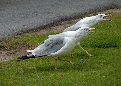 Ring-billed Gulls