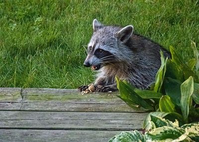 Raccoon