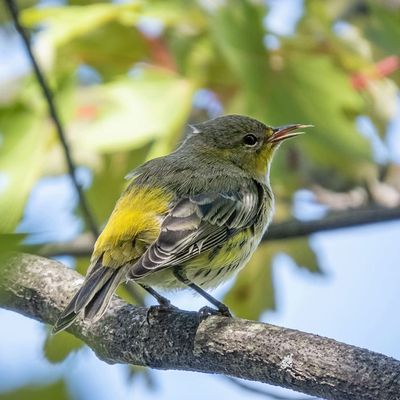 Yellow-rumped Warbler