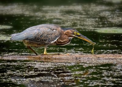 Green Heron