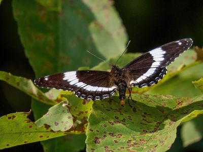 White Admiral Butterfly