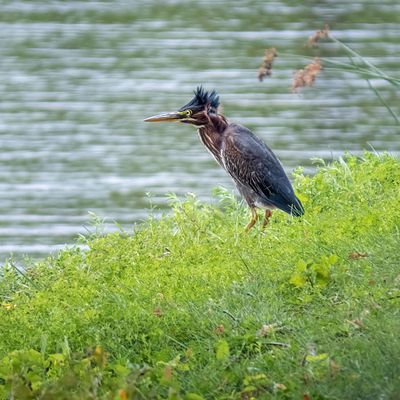 Green Heron