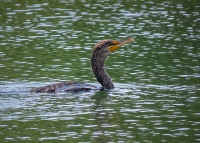 Double-crested Cormorant