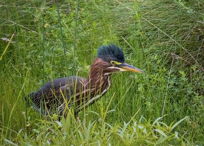 Green Heron