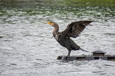 Double-crested Cormorant