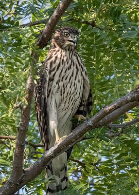 Cooper's Hawk