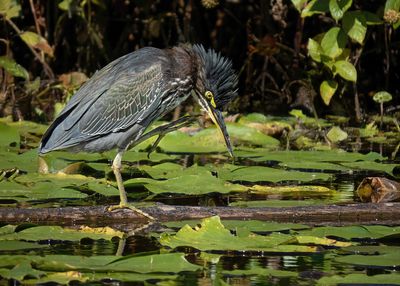 Green Heron