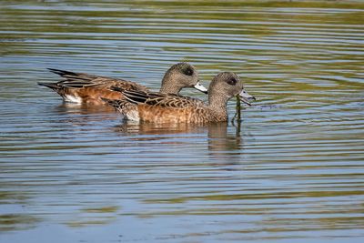 American Widgeons - pair