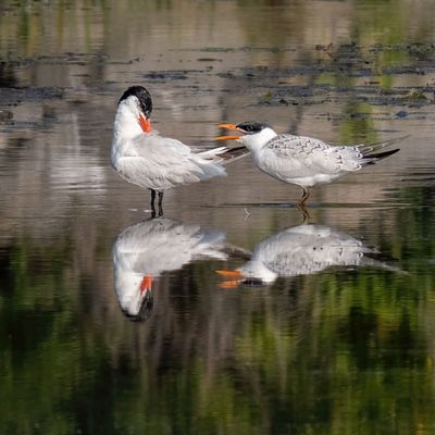 Caspian Terns- Adult & Juvenile