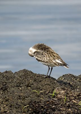 Semipalmated Sandpiper