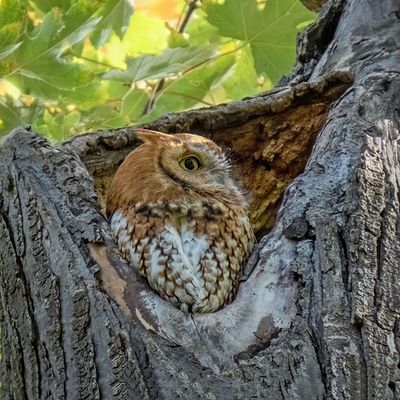 Eastern Screech Owl - Red Morph