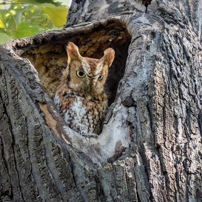 Eastern Screech Owl - Red Morph