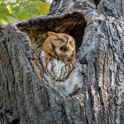 Eastern Screech Owl - Red Morph    (2 photos)