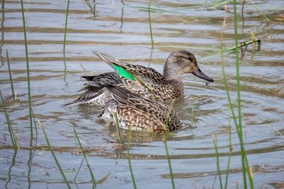 Green-winged Teal - females