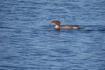 Common Merganser