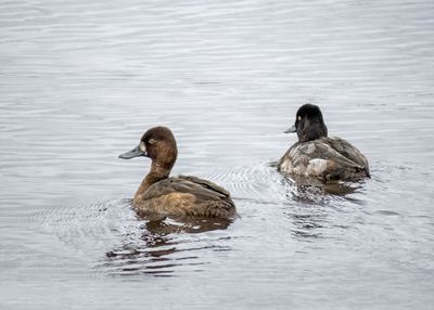 Lesser Scaups