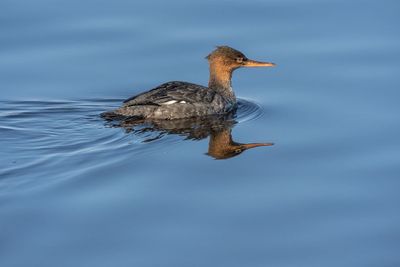 Red-breasted Merganser